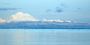Mount Baker from Dungeness Landing Park